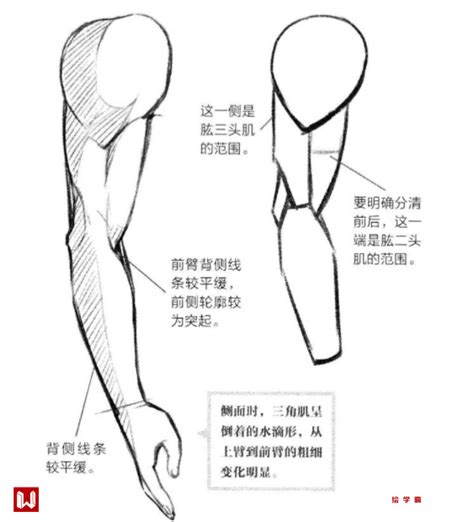 手臂彎曲畫法